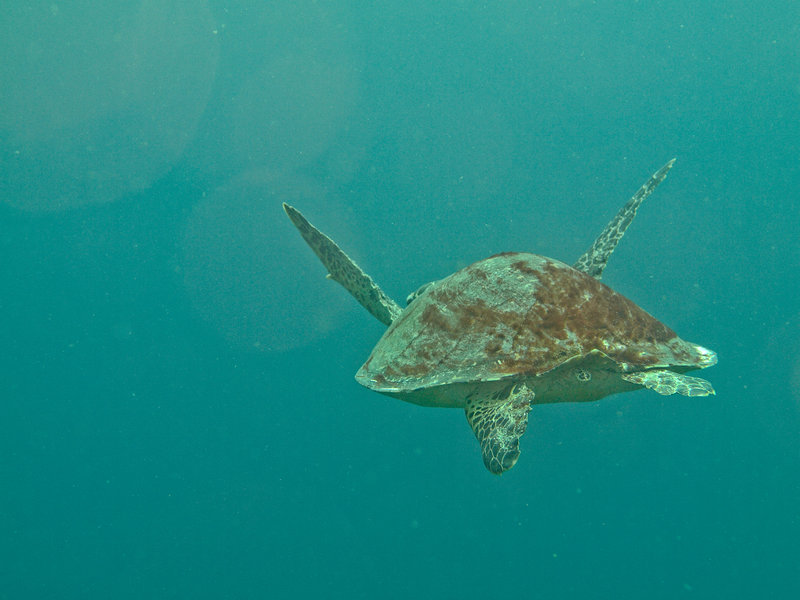 Turtle, Escarceo